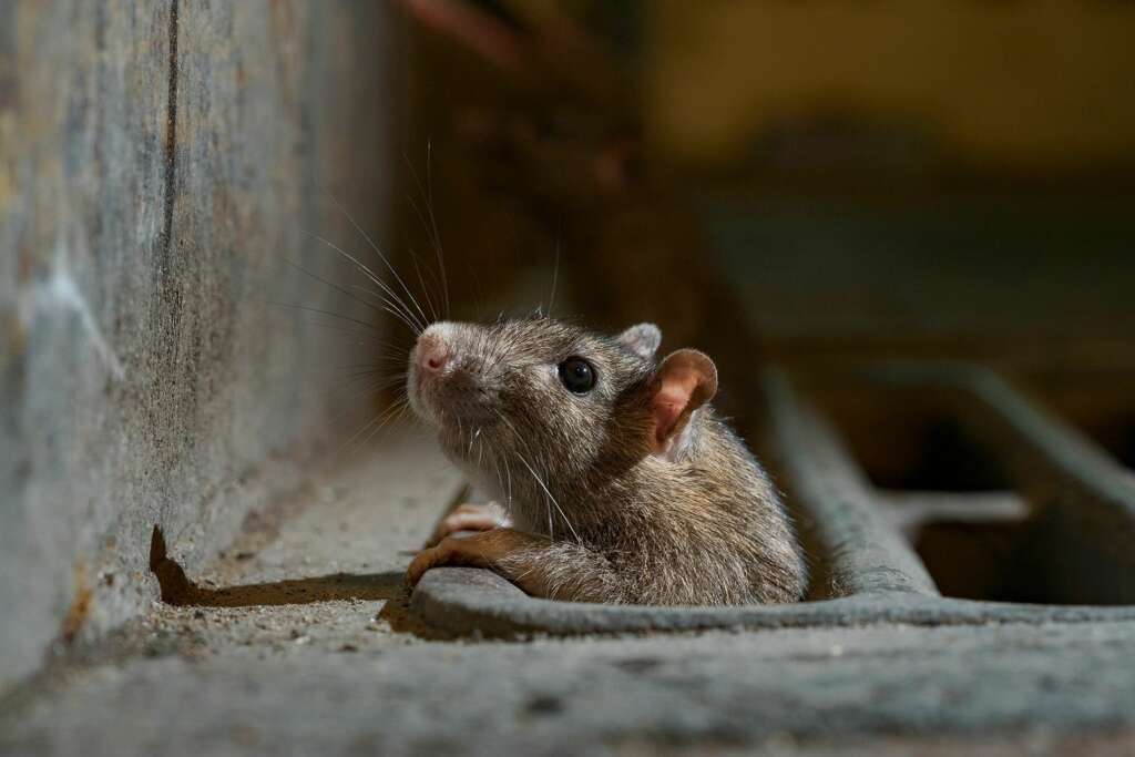 dedetização de ratos