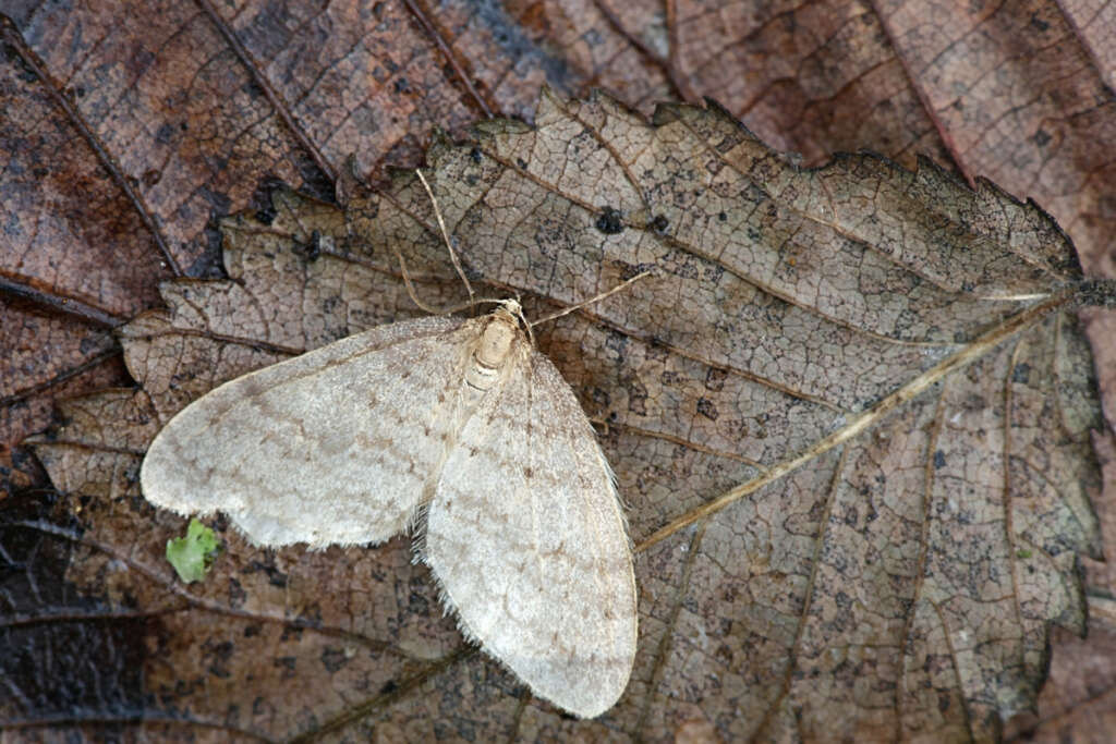 dedetização de mariposa