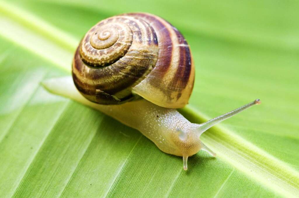 dedetização de caracol